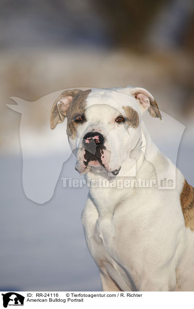 American Bulldog Portrait / RR-24116