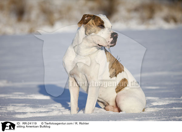 sitting American Bulldog / RR-24119