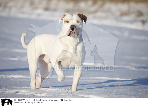 American Bulldog in snow / RR-24124