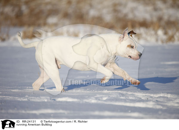 running American Bulldog / RR-24131