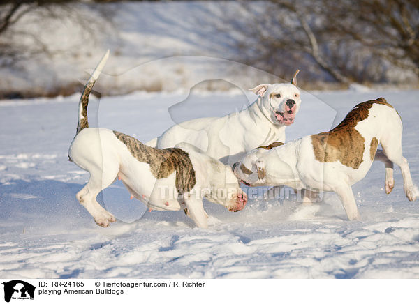 playing American Bulldogs / RR-24165