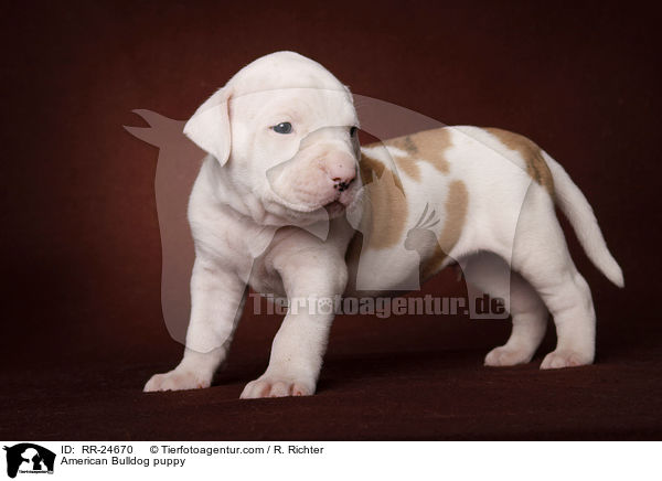 American Bulldog Welpe / American Bulldog puppy / RR-24670