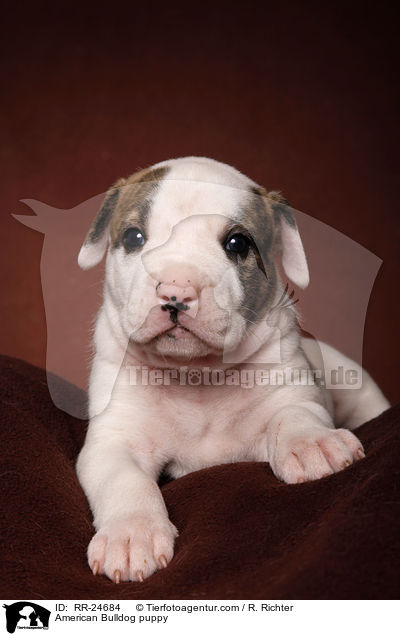 American Bulldog Welpe / American Bulldog puppy / RR-24684