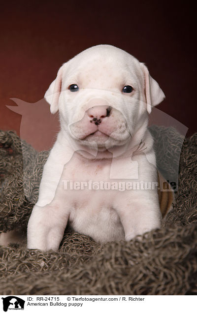 American Bulldog puppy / RR-24715