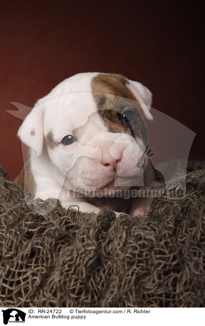 American Bulldog puppy / RR-24722