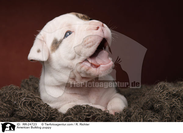 American Bulldog puppy / RR-24723