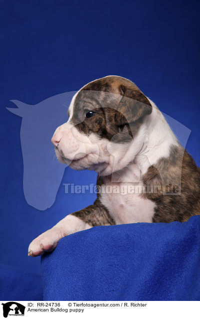 American Bulldog puppy / RR-24736