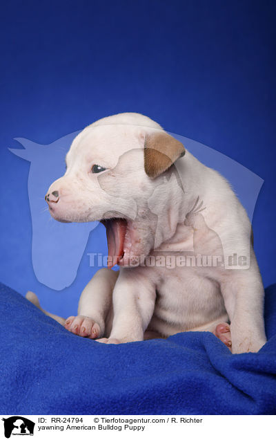 yawning American Bulldog Puppy / RR-24794