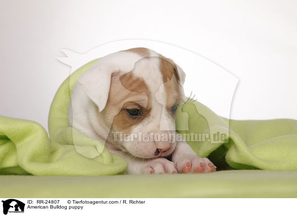 American Bulldog puppy / RR-24807