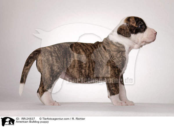 American Bulldog Welpe / American Bulldog puppy / RR-24837