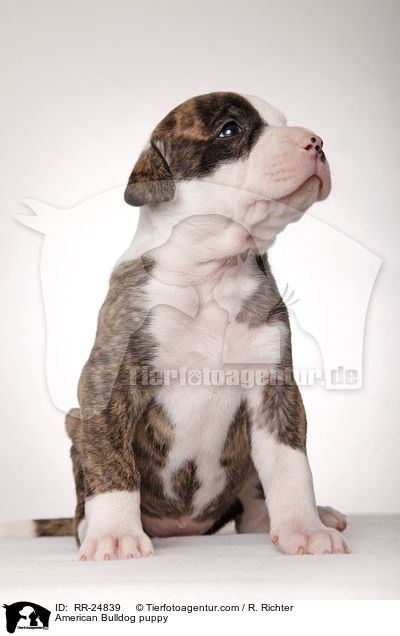 American Bulldog Welpe / American Bulldog puppy / RR-24839