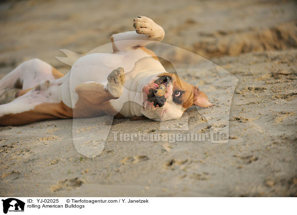 American Bulldog wlzt sich / rolling American Bulldogs / YJ-02025