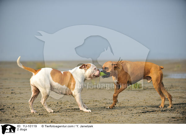 2 Hunde / 2 dogs / YJ-10119