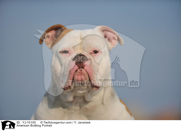 American Bulldog Portrait / YJ-10150