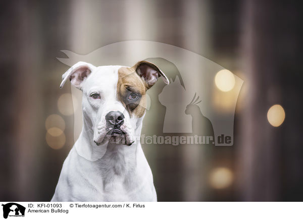 American Bulldog / American Bulldog / KFI-01093