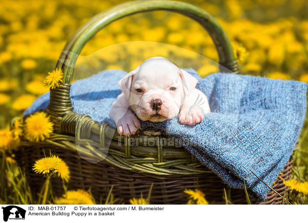 Amerikanischer Bulldogge Welpe im Krbchen / American Bulldog Puppy in a basket / MAB-01757