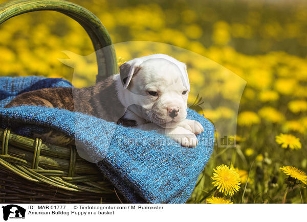 Amerikanischer Bulldogge Welpe im Krbchen / American Bulldog Puppy in a basket / MAB-01777