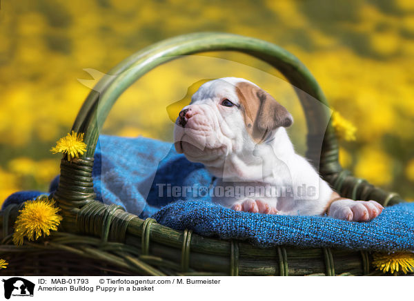 Amerikanischer Bulldogge Welpe im Krbchen / American Bulldog Puppy in a basket / MAB-01793