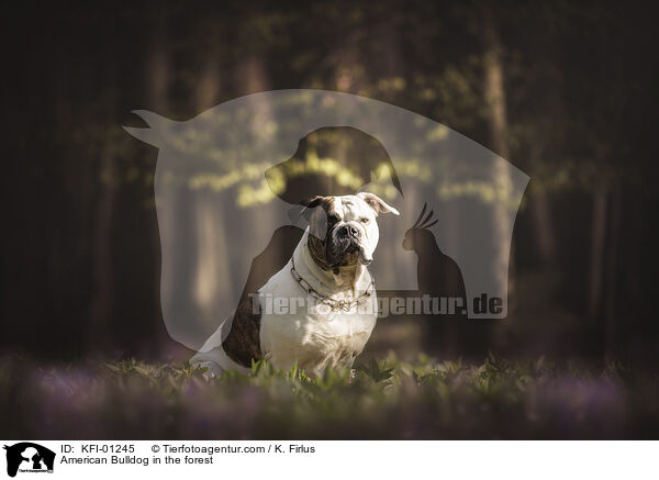 American Bulldog im Wald / American Bulldog in the forest / KFI-01245