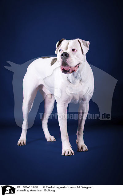 stehende Amerikanische Bulldogge / standing American Bulldog / MW-16780
