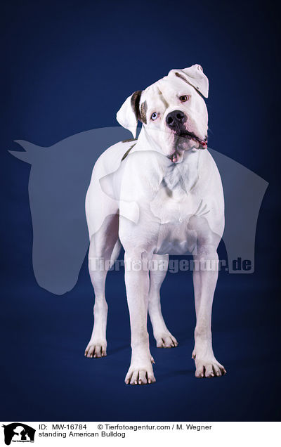 stehende Amerikanische Bulldogge / standing American Bulldog / MW-16784