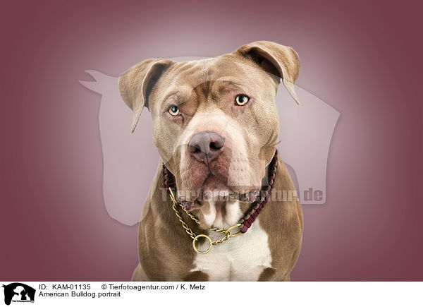 American Bulldog portrait / KAM-01135