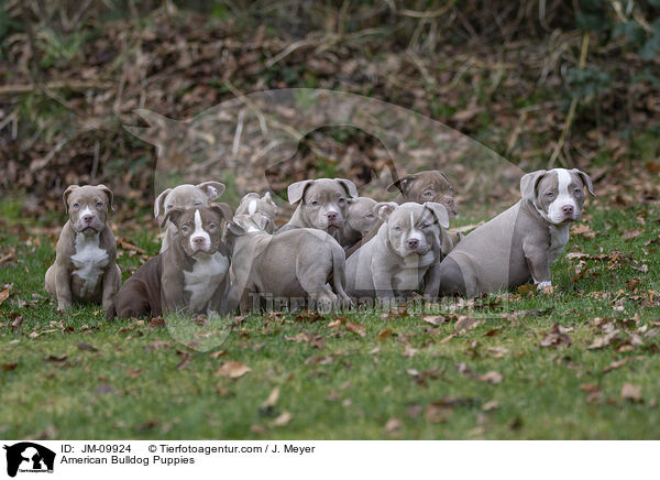 American Bulldog Welpen / American Bulldog Puppies / JM-09924