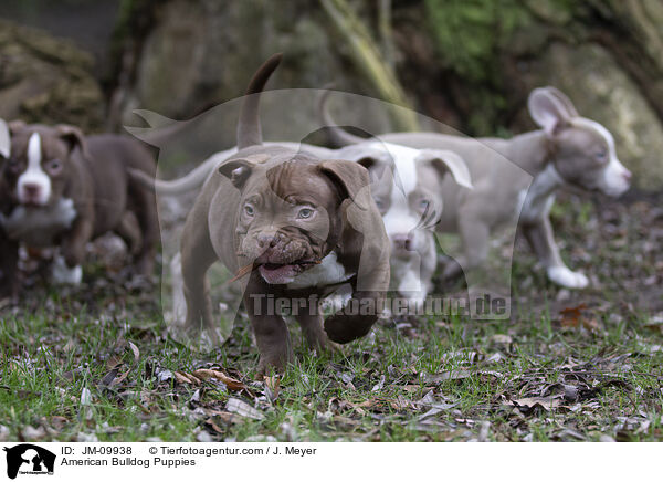 American Bulldog Welpen / American Bulldog Puppies / JM-09938