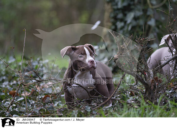 American Bulldog Puppies / JM-09947