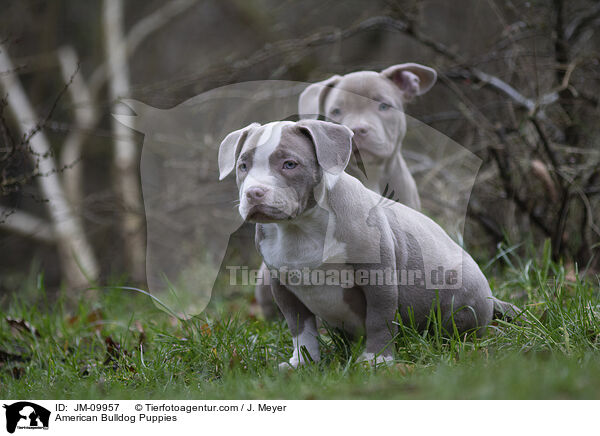 American Bulldog Puppies / JM-09957