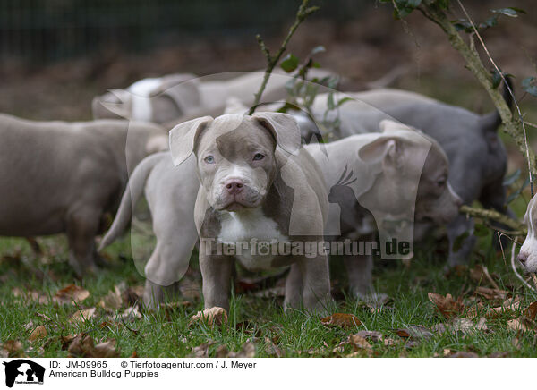 American Bulldog Puppies / JM-09965
