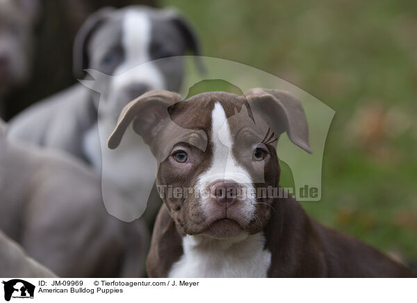 American Bulldog Welpen / American Bulldog Puppies / JM-09969