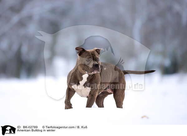 American Bulldog im Winter / American Bulldog in winter / BK-02789