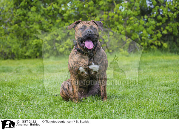 American Bulldog / American Bulldog / SST-24221