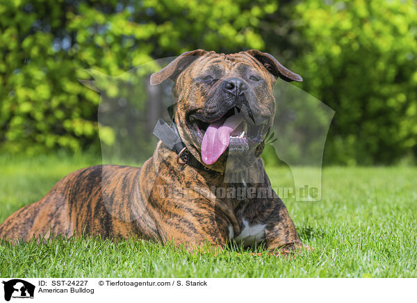 American Bulldog / American Bulldog / SST-24227