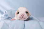 American Bulldog Baby