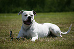 male American Bulldog