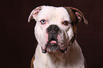 American Bulldog Portrait