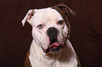 American Bulldog Portrait