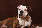 American Bulldog