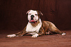 lying American Bulldog