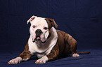 lying American Bulldog