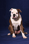 sitting American Bulldog