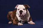 lying American Bulldog