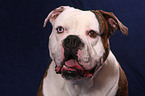 American Bulldog Portrait