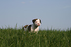 American Bulldog Puppy