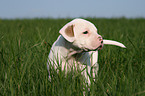 American Bulldog Puppy