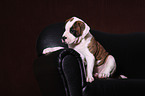 American Bulldog Puppy