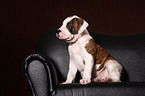 American Bulldog Puppy