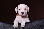 American Bulldog Puppy